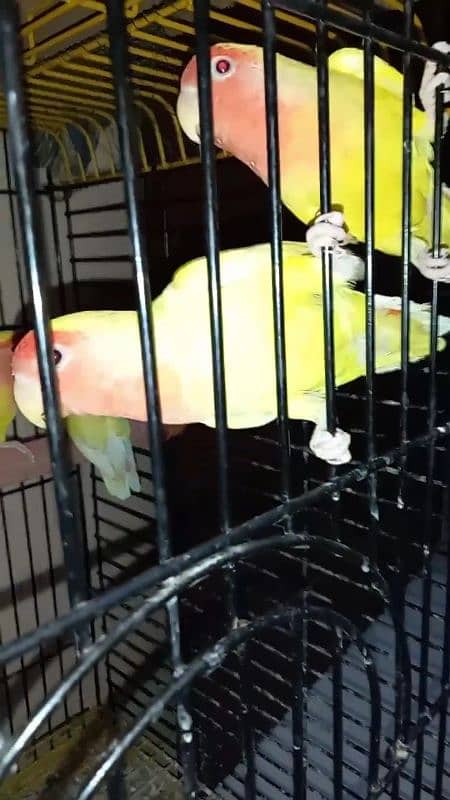 lutino lovebirds 5piece 1 full adult hai 18munth+ hai 4piece 8to9m+ ha 0