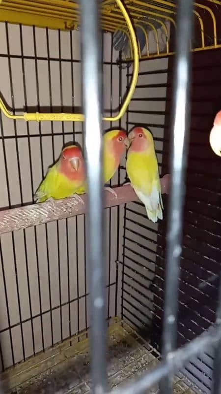 lutino lovebirds 5piece 1 full adult hai 18munth+ hai 4piece 8to9m+ ha 1