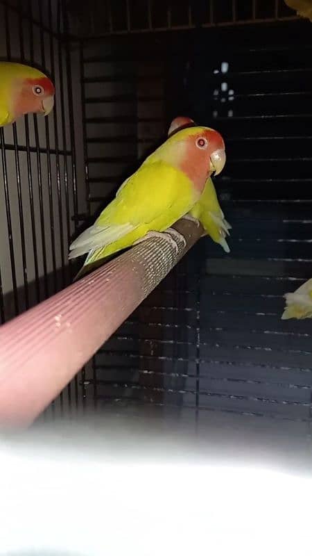 lutino lovebirds 5piece 1 full adult hai 18munth+ hai 4piece 8to9m+ ha 3