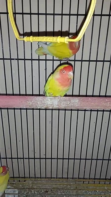 lutino lovebirds 5piece 1 full adult hai 18munth+ hai 4piece 8to9m+ ha 4