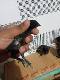 pure black dragon aseel chicks 4 available