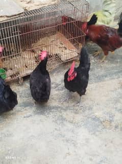 black Australorp