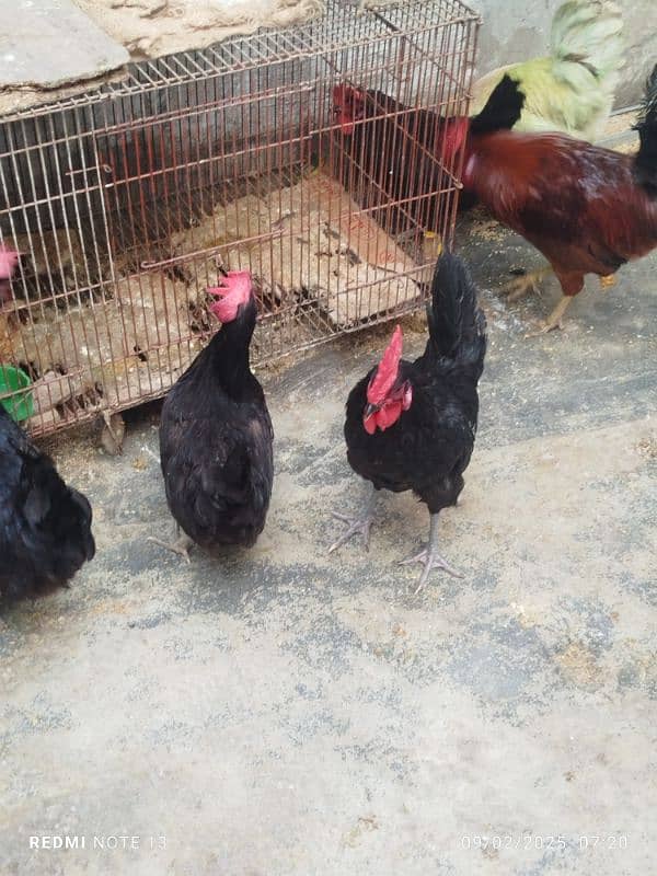 black Australorp 0