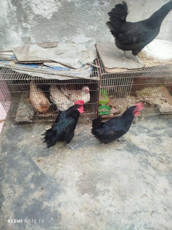 black Australorp 1