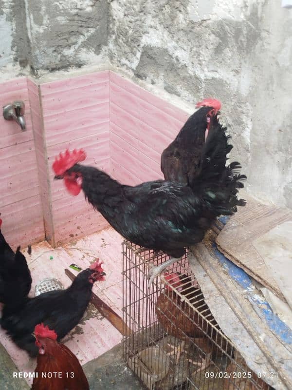 black Australorp 2