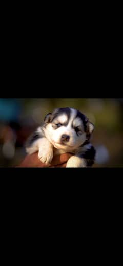 Siberian Husky Puppies wolly Coat