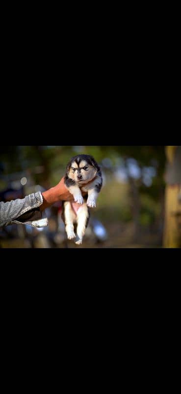 Siberian husky puppies / husky dog / siberian husky puppies 1