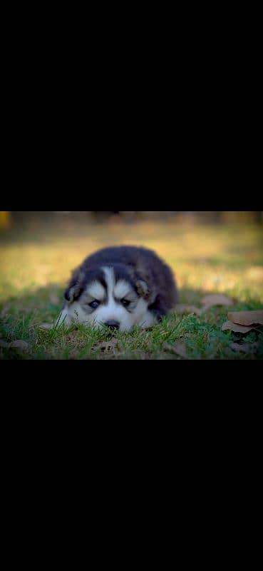 Siberian husky puppies / husky dog / siberian husky puppies 3