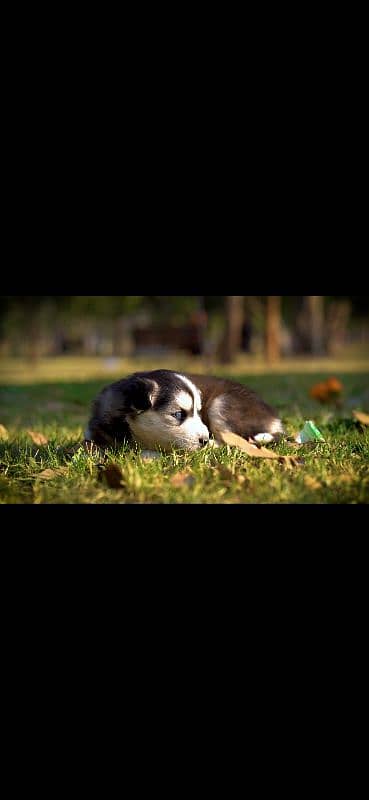 Siberian husky puppies / husky dog / siberian husky puppies 4