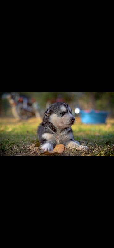 Siberian husky puppies / husky dog / siberian husky puppies 5