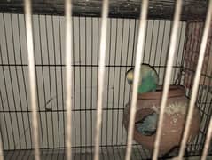 Budgies