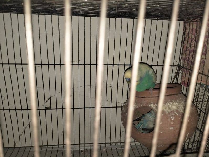 Budgies 0