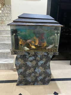 Beautiful Aqurium Setup with Healthy Fishes perfect for hobbyists