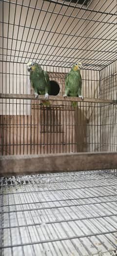 ORANGE WING AMAZON BREEDER PAIR