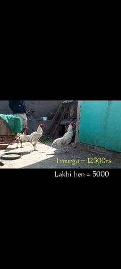 heera aseel/aseel hen/aseel chicks