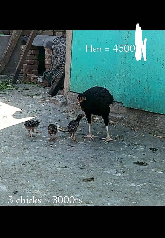 heera aseel/aseel hen/aseel chicks 3