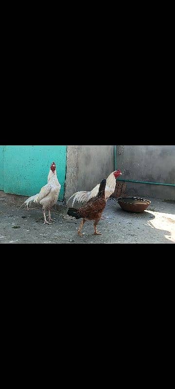 heera aseel/aseel hen/aseel chicks 13