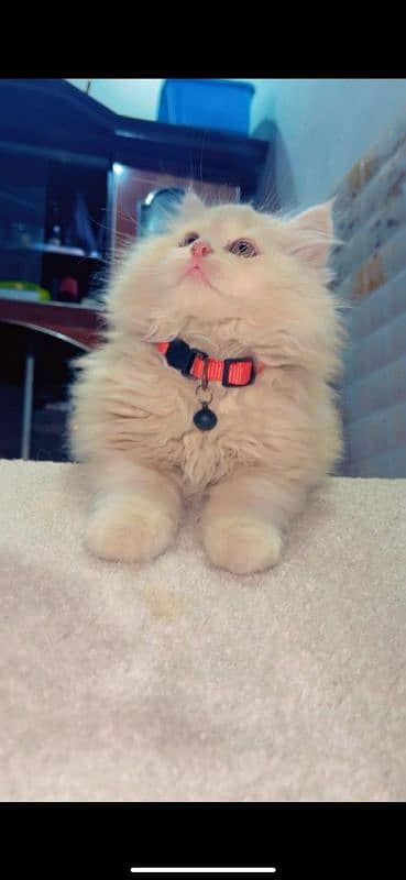 male Persian kitten 0