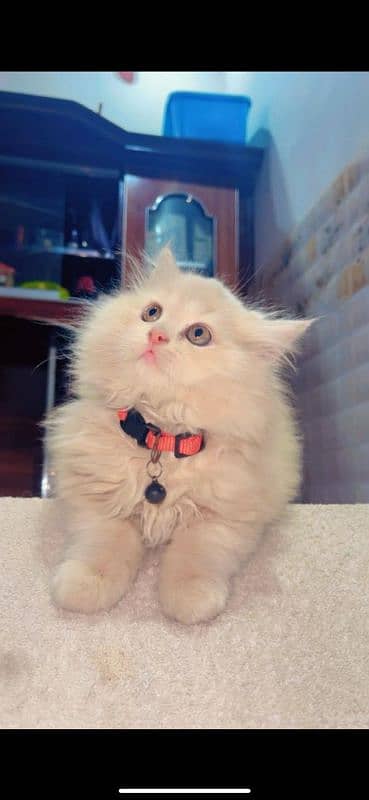 male Persian kitten 1