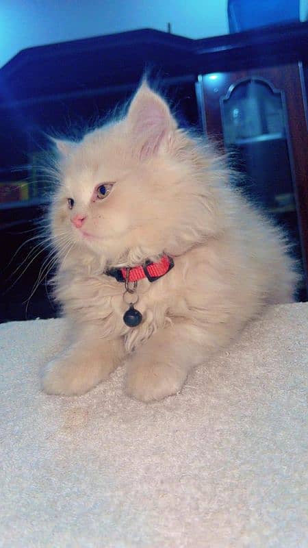 male Persian kitten 2