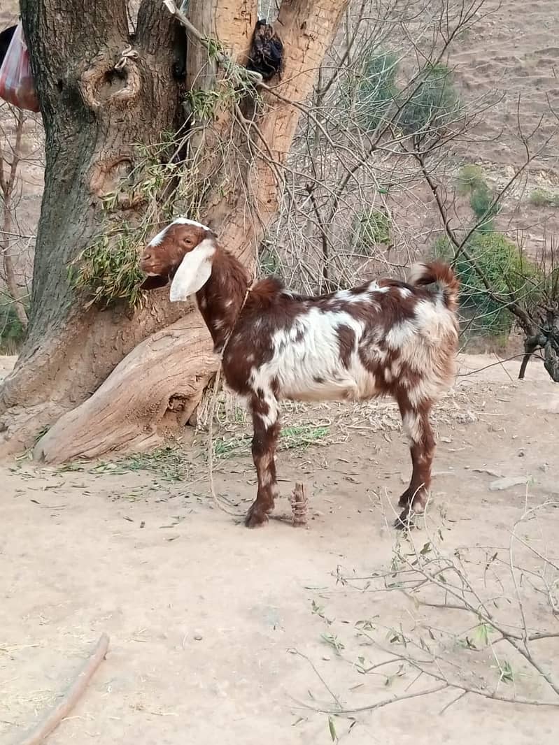 bital goat / 2 daant/ bakra | beetal | qurbani goat | بکرا | desi goat 1