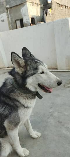 Siberian Husky