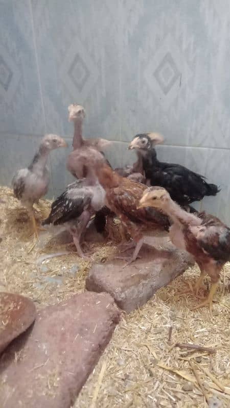 assial chicks for sale age 1 month say abave ha 0