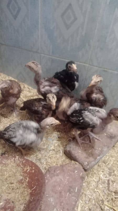 assial chicks for sale age 1 month say abave ha 1