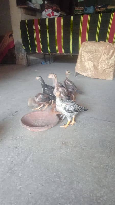 assial chicks for sale age 1 month say abave ha 2