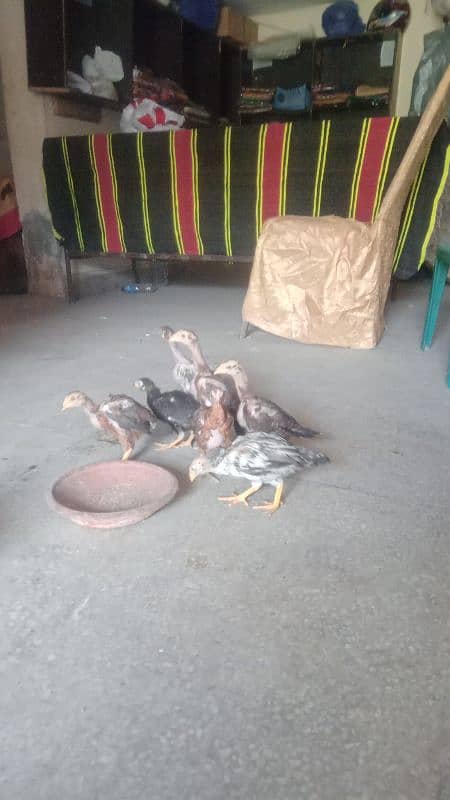 assial chicks for sale age 1 month say abave ha 3