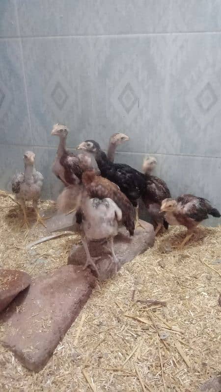 assial chicks for sale age 1 month say abave ha 5