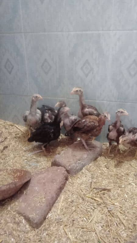 assial chicks for sale age 1 month say abave ha 6