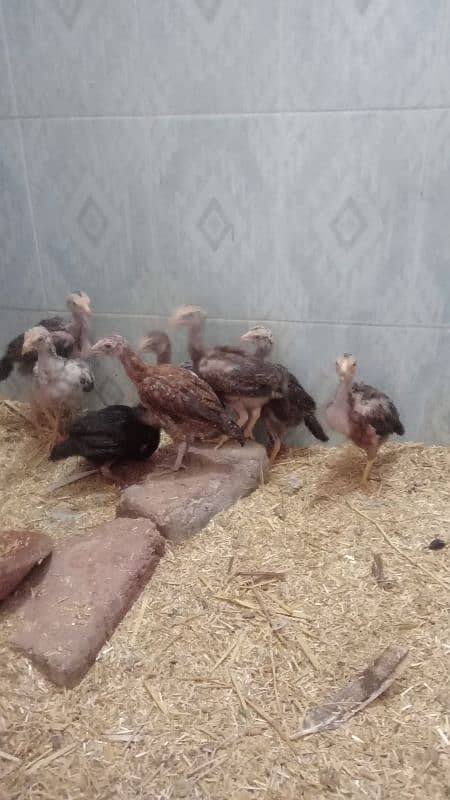 assial chicks for sale age 1 month say abave ha 7