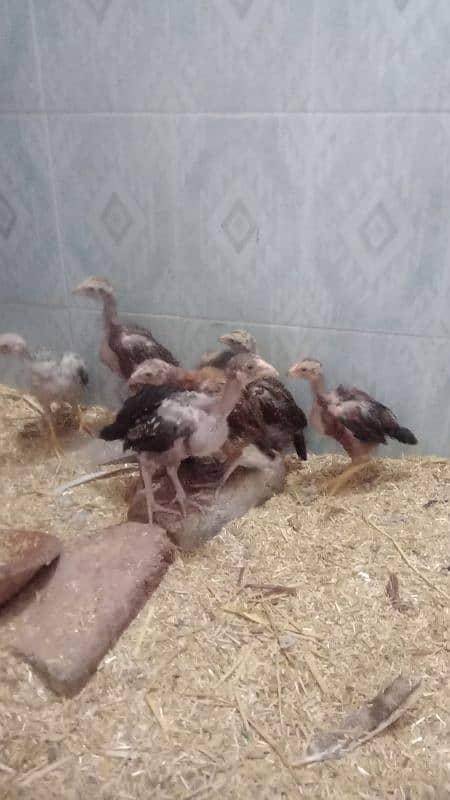 assial chicks for sale age 1 month say abave ha 8