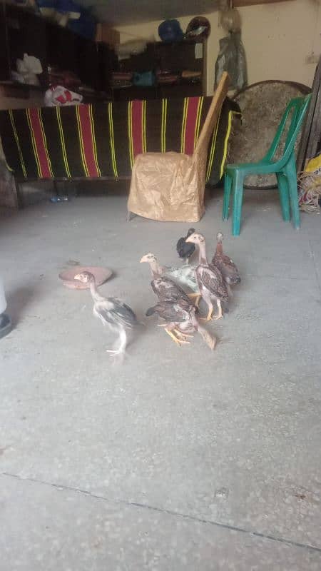 assial chicks for sale age 1 month say abave ha 9