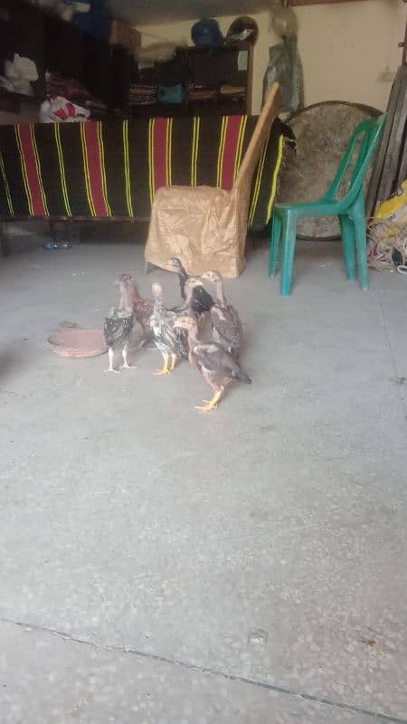 assial chicks for sale age 1 month say abave ha 10