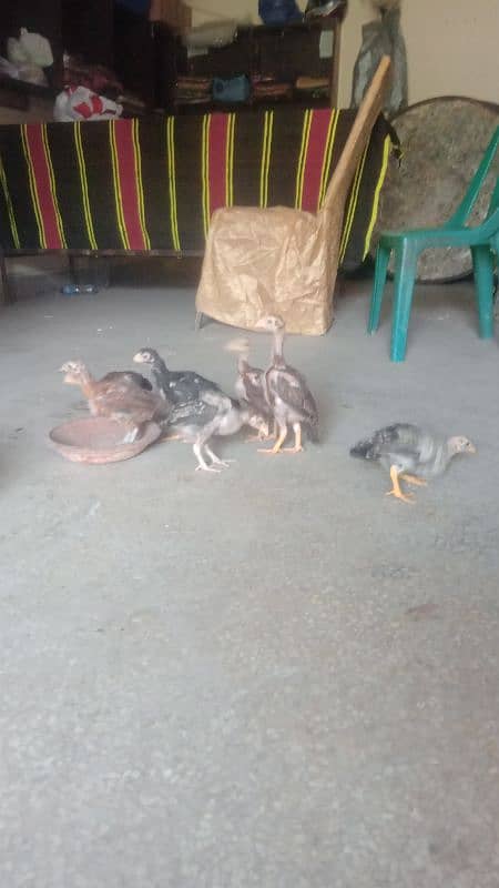 assial chicks for sale age 1 month say abave ha 11