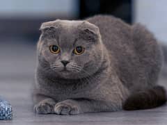 scottish fold cat and kittens / import from russia 03704956262