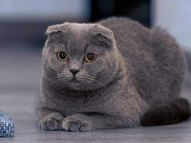 scottish fold cat and kittens / import from russia 03704956262 0