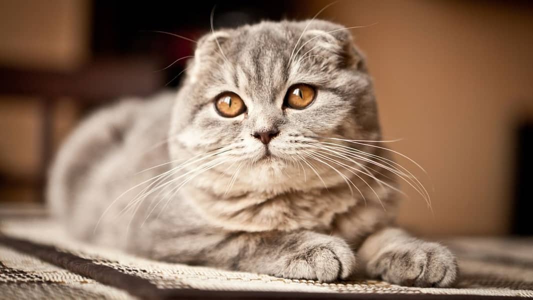 scottish fold cat and kittens / import from russia 03704956262 3