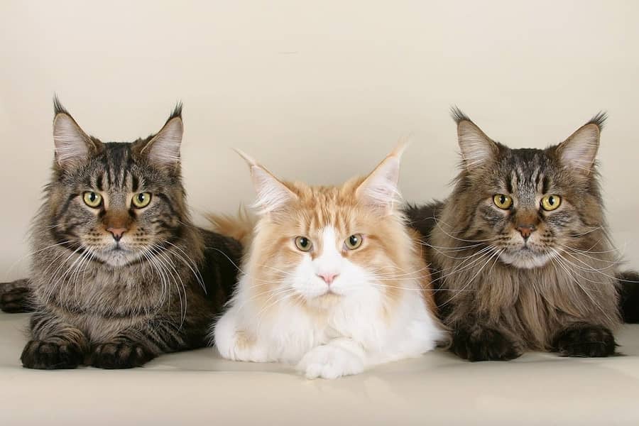 Maine Coon cat and kittens / import from russia 03704956262 3