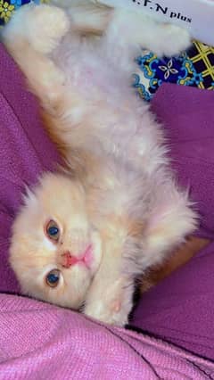 Persian double coated kitten