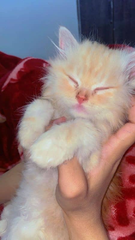 Persian double coated kitten 1