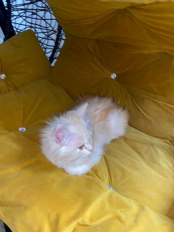 Persian double coated kitten 2