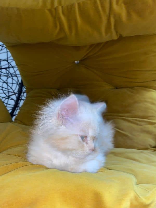 Persian double coated kitten 3