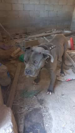 American Bulldog For Sale