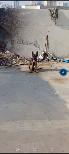 I want to sale German sheperd 03433058698 03463147473 watup