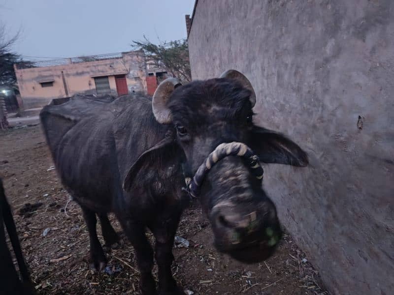 buffalo for sale جھوٹی برائے فروخت بھینس برائے فروخت 0