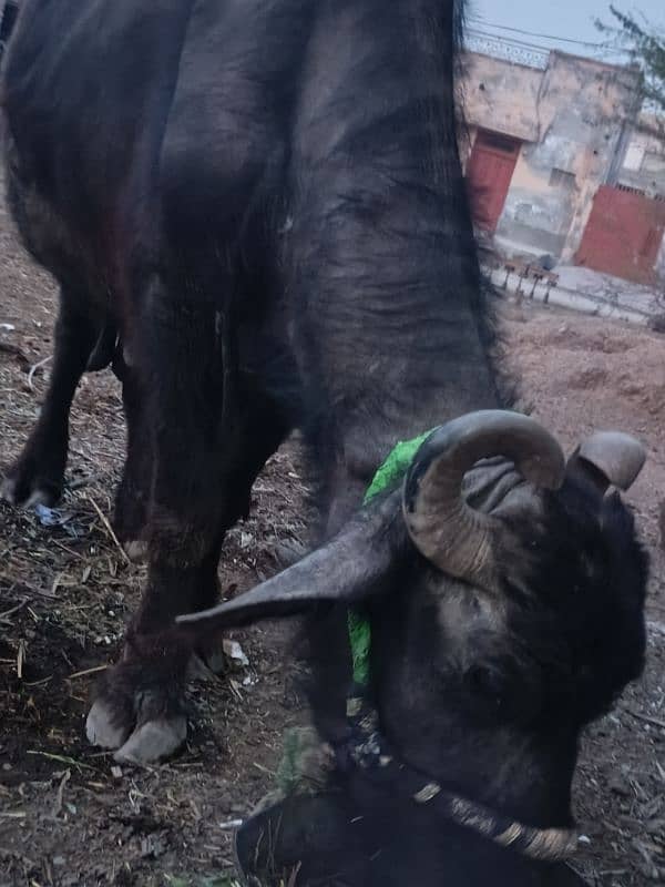 buffalo for sale جھوٹی برائے فروخت بھینس برائے فروخت 1