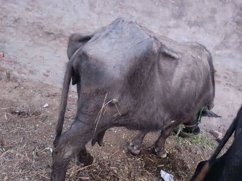 buffalo for sale جھوٹی برائے فروخت بھینس برائے فروخت 2